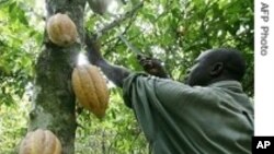 Un planteur ivoirien dans son champ de cacao