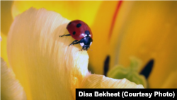 FILE - A ladybug rests on the petals of a flower in the Capitol Hill garden in Washington, DC. (Photo: Diaa Bekheet). 