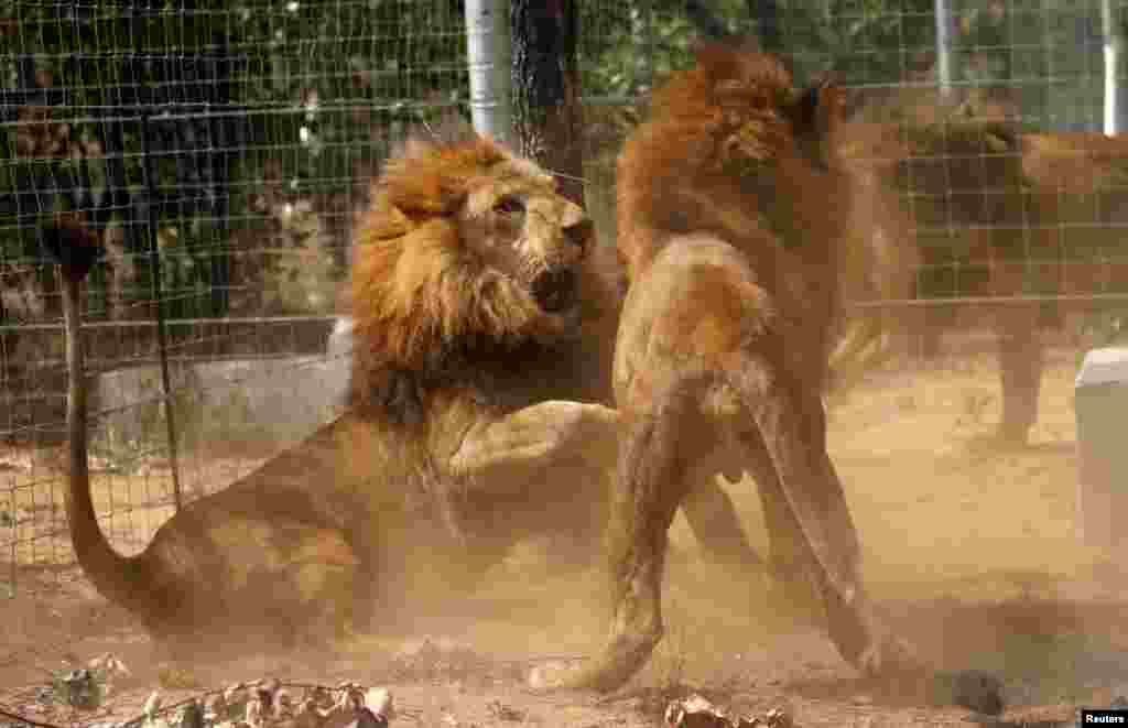 Some of the 33 lions rescued from circuses in Peru and Columbia fight after being released at their final destination at the Emoya Big Cat Sanctuary, outside Vaalwater in South Africa&#39;s northern Limpopo province.