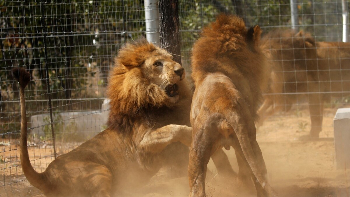 Lions of Lockdown' rescued from French circus freed in South