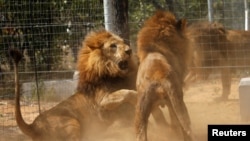 Some of the 33 lions rescued from circuses in Peru and Columbia fight after being released at their final destination at the Emoya Big Cat Sanctuary, outside Vaalwater in South Africa's northern Limpopo province, May 1, 2016. 