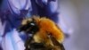 Studies Link Bee Decline to Insecticide