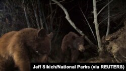Seorang perempuan Alaska mengalami ketakutan seumur hidup saat ia diserang beruang dari bawah, ketika ia menggunakan toilet di pedalaman. (Foto: Jeff Sikich/National Parks via Reuters)