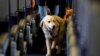 US Tightens Definition of Service Animals Allowed on Planes 