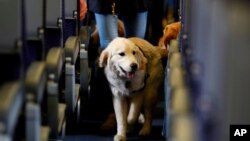 FILE - A service dog strolls through the aisle inside a United Airlines plane at Newark Liberty International Airport in Newark, N.J., April 1, 2017.