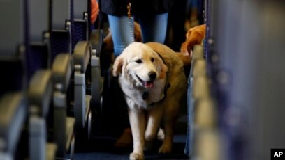 are dog allowed in airports