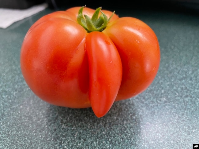 This 2022 image provided by Kathy Burrous shows a tomato with genetic mutation in Floral Park, New York. The anomaly occurs when tomato cells divide abnormally due to hot or cold weather, resulting in an extra segment that develops outside the fruit. (Kathy Burrous via AP)