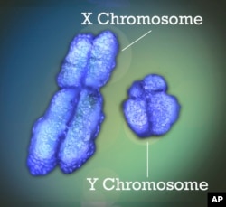 Autoimmune Sicknesses Have an effect on Extra Girls than Males