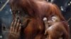 An 11-day-old baby orangutan of Sumatra named Mathai is held by its mother Sari at the Pairi Daiza wildlife park, zoo and botanical garden in Brugelette, Belgium.