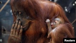 An 11-day-old baby orangutan of Sumatra named Mathai is held by its mother Sari at the Pairi Daiza wildlife park, zoo and botanical garden in Brugelette, Belgium.