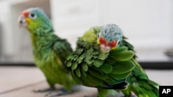 Loros amazónicos rojos dentro de un recinto en la Fundación del Conservatorio de Especies Raras en Loxahatchee, Florida, el viernes 19 de mayo de 2023. (Foto AP/Rebecca Blackwell)