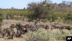 a herd of buffalo pass by in the Kruger National Park, South Africa, Aug. 7, 2016. Rangers are killing about 350 hippos and buffalo in an attempt to relieve the impact of a severe drought. 