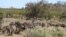 a herd of buffalo pass by in the Kruger National Park, South Africa, Aug. 7, 2016. Rangers are killing about 350 hippos and buffalo in an attempt to relieve the impact of a severe drought. 