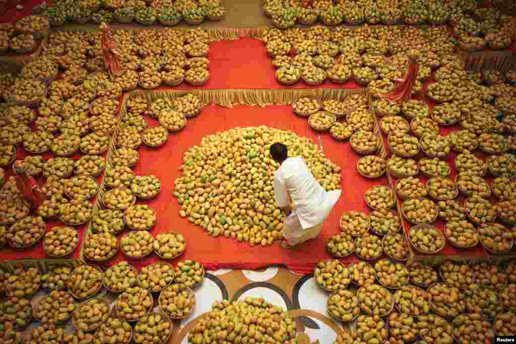 A Hindu priest arranges mangoes to be offered to Hindu God Lord Krishna inside a temple during a mango festival in the western Indian city of Ahmedabad.