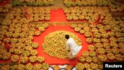 Food of the Gods. A Hindu priest arranges mangoes to be offered to Hindu God Lord Krishna inside a temple during a mango festival in India. THAT is how important mangoes are.