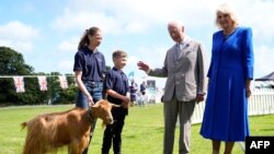 Raja Inggris Charles III (kedua dari kanan) dan Ratu Camilla (kanan) bertemu dengan kambing emas Guernsey dalam lawatan ke Les Cotils di St Peter Port, Guernsey, pada 16 Juli 2024, sebagai bagian dari kunjungan resmi kerajaan ke Kepulauan Channel. (Foto: Andrew Matthews/Poo/AFP)