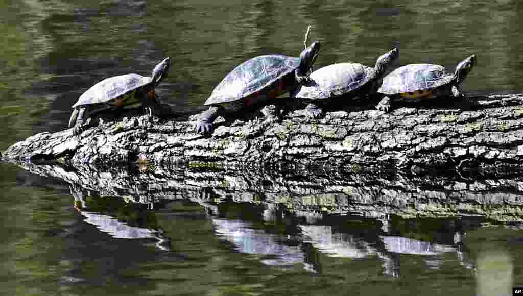 Turtles don&#39;t care about social distancing at a lake in Gelsenkirchen, Germany.