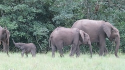 Le Gabon abrite plus de la moitié de la population d'éléphants d'Afrique.