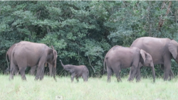 Gabon is home to more than half of the forest elephants in Africa, where park rangers fight poaching. 