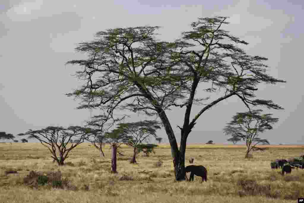 Un éléphant d&#39;Afrique, en face d&#39;un arbre pendant la saison sèche dans le parc national du Serengeti, 335 km (208 miles) au nord de Arusha, Tanzanie, le 10/08/2013. Le Serengeti est célèbre pour sa migration annuelle. 