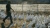 Pemerintah Belum Bisa Penuhi Permintaan Peternak Itik Terkait Kompensasi Flu Burung
