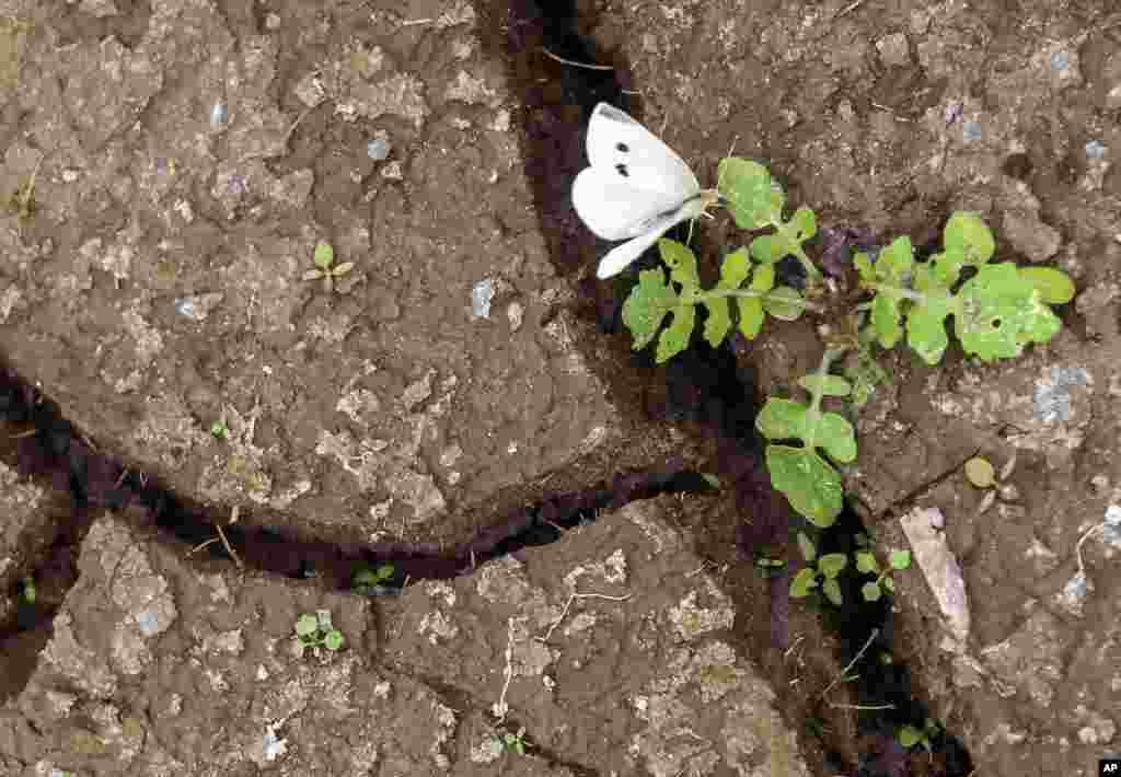 A butterfly sits on a plant grown between cracks in the dried-out ground of a forest lake near Erfurt, central Germany.