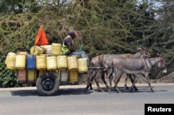 A water vendor guides a donkey cart as he transports jerrycans filled with water from the Athi River to sell in Nairobi on March 21, 2019.