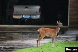 Seekor rusa liar tampak di sebuah halaman rumah di Conroe, Texas (foto: dok)