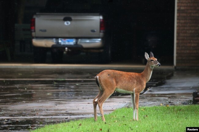 Seekor rusa liar tampak di sebuah halaman rumah di Conroe, Texas (foto: dok)