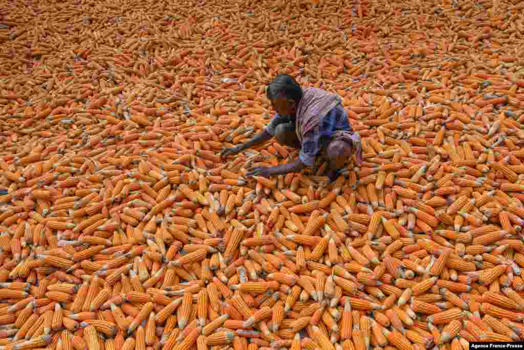 A farmer dries a harvested crop of maize near Bangalore, India.