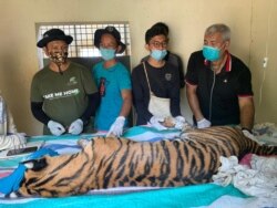 Seekor harimau Sumatra yang diobservasi di Sanctuary Harimau Barumun Nagari, Sumut. (Courtesy: BBKSDA Sumut).