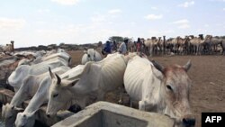 Keniya-Somali chegarasi. Qurg'oqchilikdan uy hayvonlari ham aziyat chekmoqda