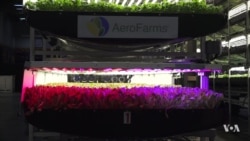 Indoor Farming Growing Sharply