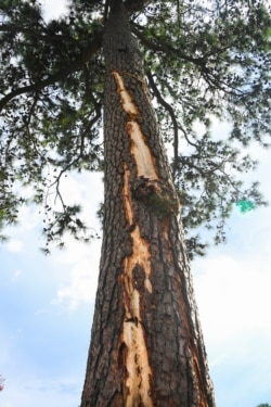A pine tree is stripped of bark after being hit by lightning at East Lake Golf Club during the third round of the Tour Championship golf tournament, Aug. 24, 2019, in Atlanta.