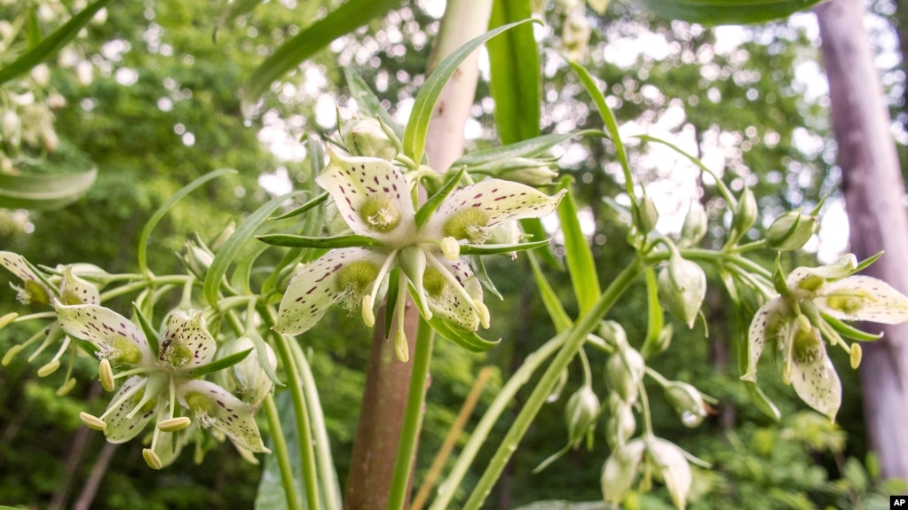 FILE - This May 19, 2018 image provided by the Lady Bird Johnson Wildflower Center shows American columbo (Frasera caroliniensis) flowers in bloom in Hayesville, North Carolina. (Stephanie Brundage/Lady Bird Johnson Wildflower Center via AP)