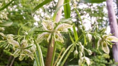 Some Plants Grow for a Long Time to Flower Only Once