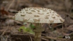 Neither Animal Nor Plant - Fungi is a Kingdom on its Own