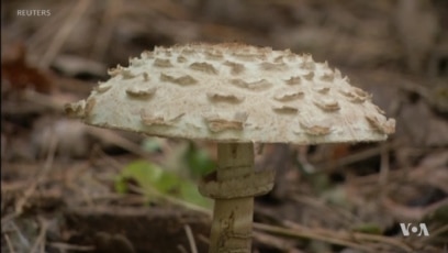 Neither Animal Nor Plant - Fungi is a Kingdom on its Own