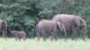 Le parc gabonais de l'Ivindo classé dans le patrimoine mondial de l'Unesco