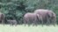 Le Gabon abrite plus de la moitié de la population d'éléphants d'Afrique.