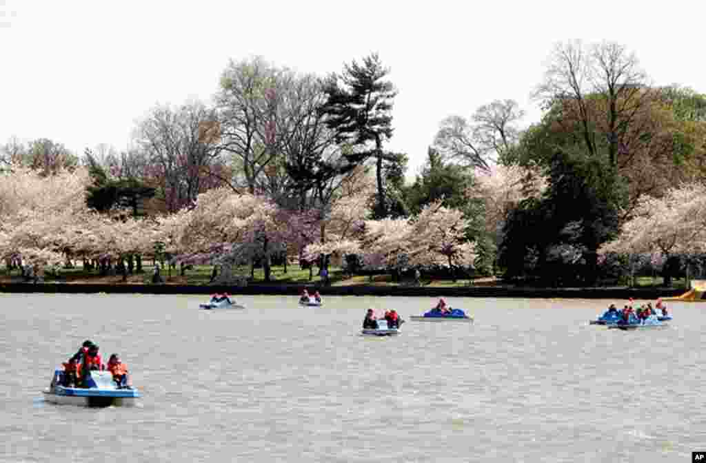 [워싱턴 D.C. 벚꽃 축제] 워싱턴의 봄