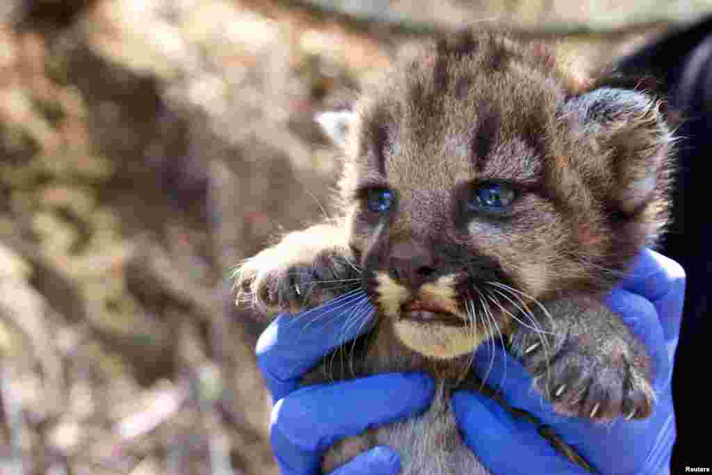 A mountain lion kitten, which National Park Service researchers discovered in August in a remote area of the Santa Monica Mountains of California, is shown in this image released on Sept. 4, 2018.