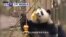 VOA國際60秒(粵語): 2019年1月23日
