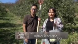 Bertani di Amerika (1)