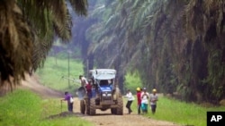 Workers arrive at a plantation in Kinabatangan in Malaysia's state of Sabah on the Borneo island. (File Photo)