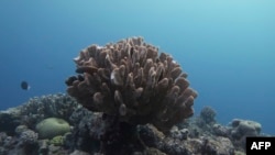 An undated handout photo received from the ARC Centre of Excellence Coral Reef Studies on October 14, 2020 shows a damaged part of the Great Barrier Reef 