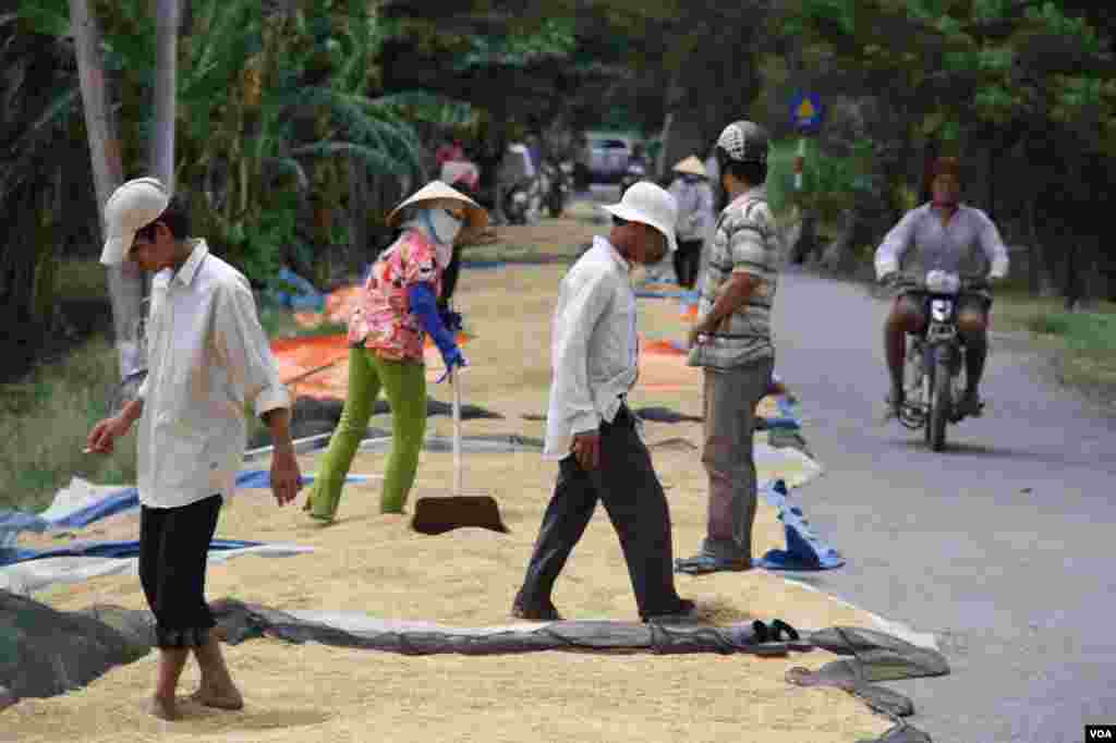 Farm laborers spread rice grains to dry on a road, Tien Giang, Vietnam, September 14, 2012. (D. Schearf/VOA)