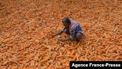 A farmer dries a harvested crop of maize on the outskirts of Bangalore, India.