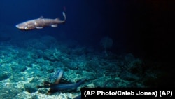 Unexplored Deep Sea Volcanoes