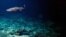Unexplored Deep Sea Volcanoes
